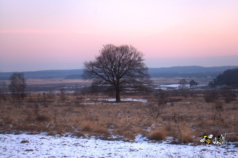 DSC_2031_WinterSunriseGinkelseHei.jpg